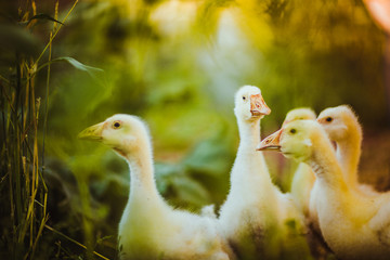 Five young goose together sit in the grass
