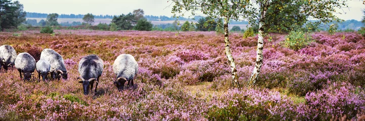 Foto op Canvas Heidschnucken (schapenras) in Lüneburger Heide, Duitsland © Ingo Bartussek