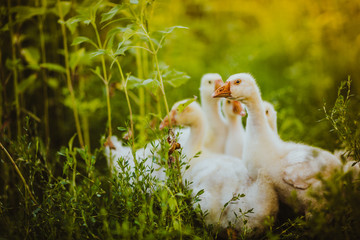 Five young goose together sit in the grass