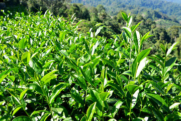 Green tea bud and fresh leaves.