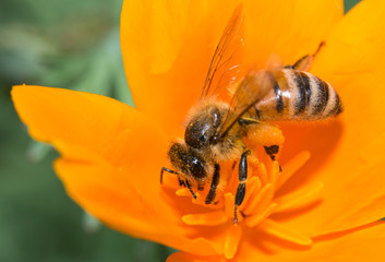 Honey Bee Hard At Work and Spreading Pollen