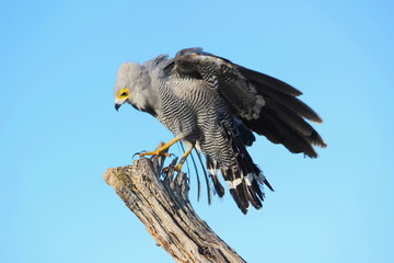 Goose Hawk
