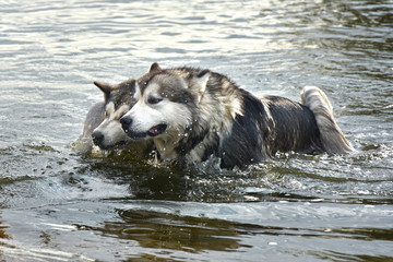 dogs of the Alaskan malamute breed swim well in the water
