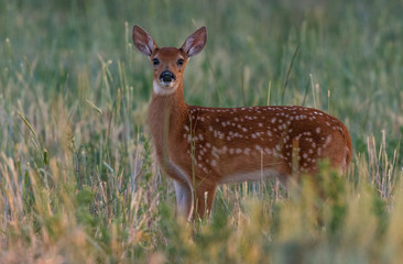 White-tailed Deer Fawn in a Meadow