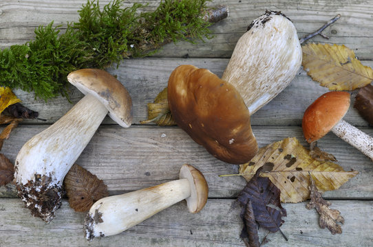 c&egrave;pes et bolet sur planche en bois 
