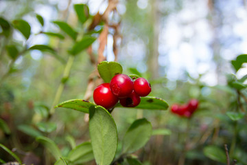 Obraz premium Ripe red cowberry grows in pine forest