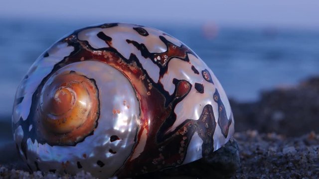 The multicolored sea shell lying on sand against the sea