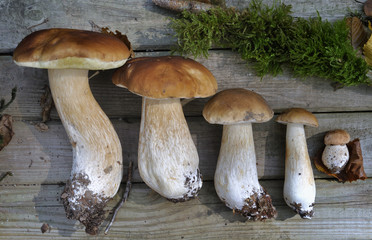 champignons du plus petit au plus grand sur planche en bois 