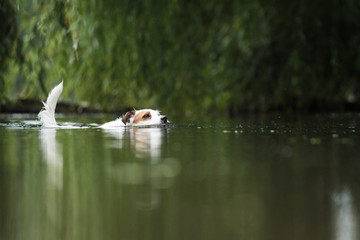 Jack Russell schwimmt