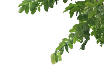 Green tree, white back ground 