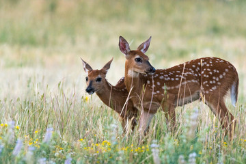 White-tailed Deer Fawn Twins