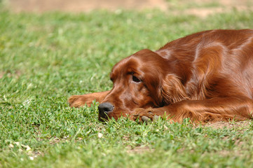 Irish Red Setter