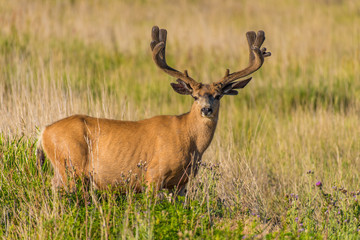 Large Mule Deer Buck  with Velvet Antlers
