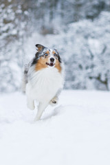 Sheltie rennt durch Schnee