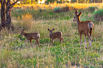Mother Mule Deer Doe and Baby Fawns in a Meadow