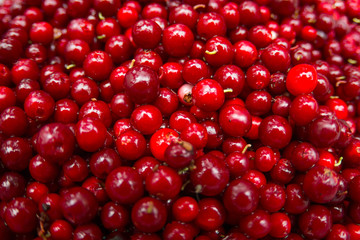 Cranberry or Cowberry background, Top view