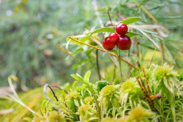 Ripe red cowberry grows in pine forest