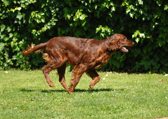 Irish Red Setter