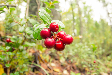 Ripe red cowberry grows in pine forest