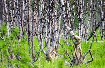 Tundra birch trees in Northern Norway
