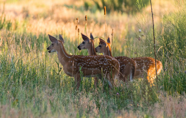 White-tailed Deer Fawn Triplets