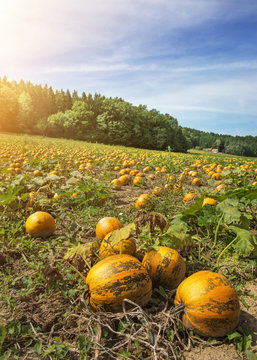 Typical styrian pumpkin field