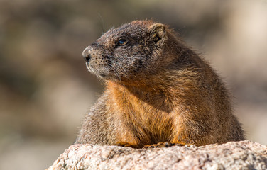 Naklejka na ściany i meble Yellow-bellied Marmot at Rocky Mountain National Park