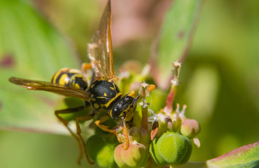 Yellowjacket Hard at Work