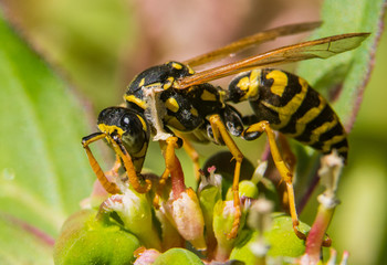 Yellowjacket Hard at Work