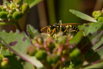 Yellowjacket Hard at Work