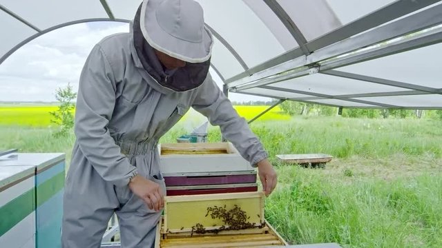 Slowmo of young beekeeper in protective suit placing frame with bees and honey from beehive while working on farm at summer day