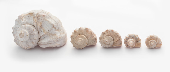 Sea conch shells in a row, isolated on white background