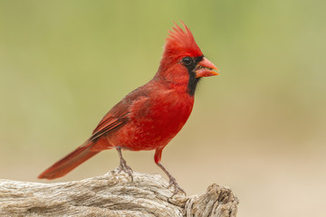 Northern Cardinal on Log