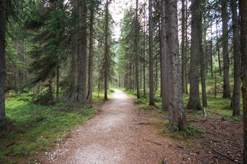 Obraz premium bosco in Alto Adige