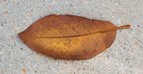 A brown leaf contrasted against a pebbled sidewalk.