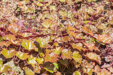 colorful background of bloomig flowers