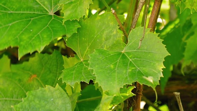 Grape leaves flutter on the wind timelapse. Green nature and summer cute scene.