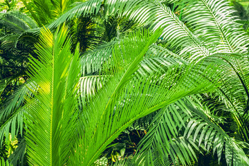 Palm trees close up