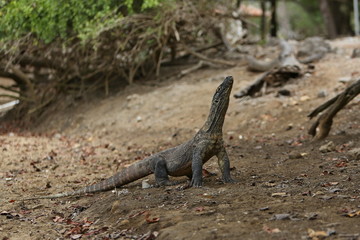 Gigantic komodo dragon in the beautiful nature habitat on a small island in Indonesian sea, Varanus komodoensis, very dangereous wild animals, prehistoric creatures on forgotten place on the earth.