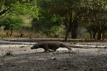 Gigantic komodo dragon in the beautiful nature habitat on a small island in Indonesian sea, Varanus komodoensis, very dangereous wild animals, prehistoric creatures on forgotten place on the earth.