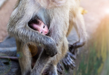 Baby monkey suck up milk from mother monkey breast , flare effect