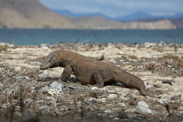 Gigantic komodo dragon in the beautiful nature habitat on a small island in Indonesian sea, Varanus komodoensis, very dangereous wild animals, prehistoric creatures on forgotten place on the earth.