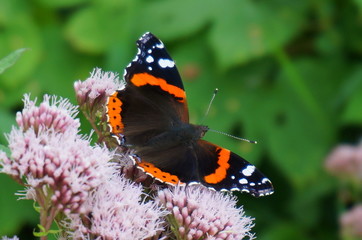 Admiral (Vanessa atalanta)