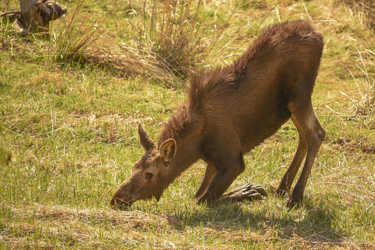 170 Best Moose Calf Images Stock Photos Vectors Adobe Stock