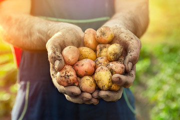 Fresh potato in hands.
