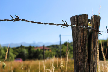 Barbed wire on apole in closeup