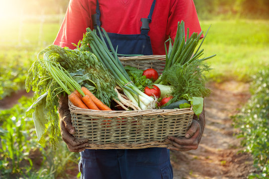 Farmer Holding A Basket With Fresh Vegetables