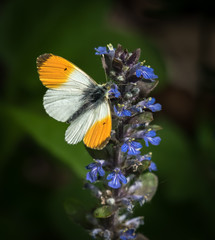 Closeup of an orange tip butterfly on Ajuga reptans