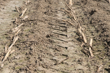 Ein abgeerntetes Feld