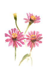Pink flower on white background, watercolor illustrator, floral art, botanical art